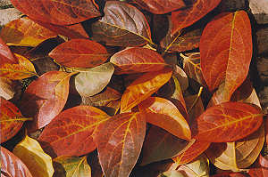 Folhas ca�das no Outono. Foto Lu�sa Fonseca, 1998