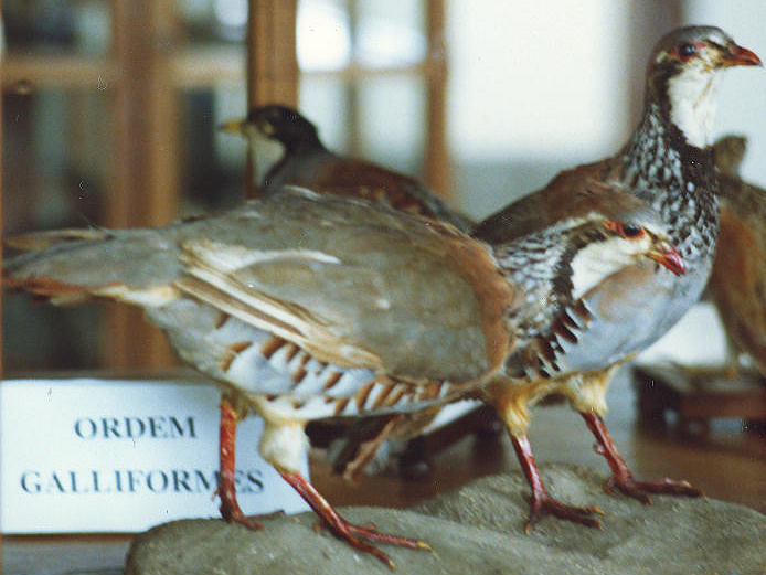 Clicar para ampliar.