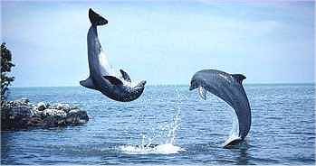 Clica na imagem para acederes � p�gina da Terravista.