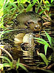 Clicar para aumentar.