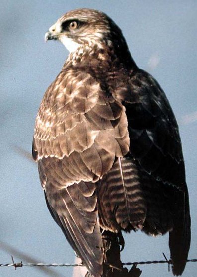 clicar na imaguem para voltar � p�gina anterior