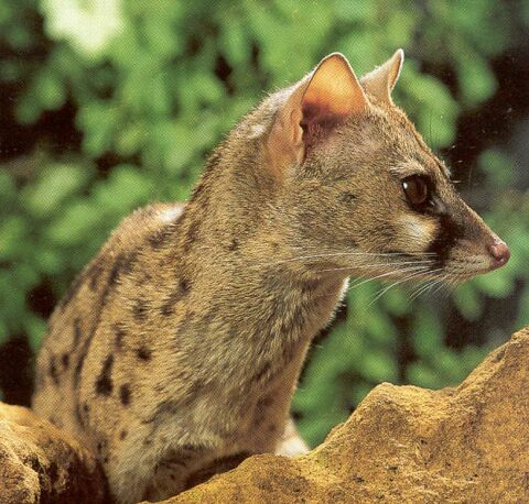 clicar na imagem para voltar � p�gina anterior