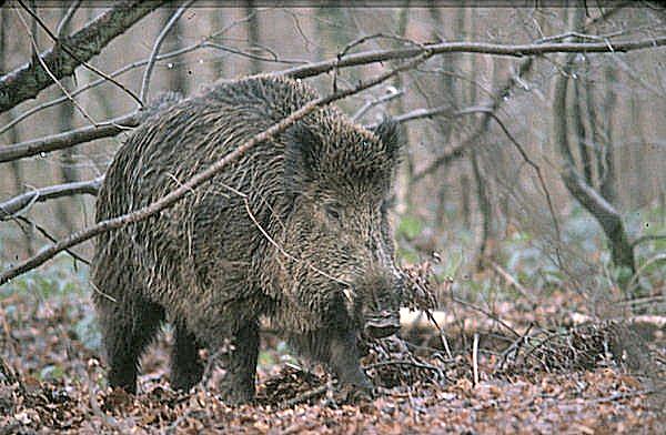 clicar na imagem para voltar � p�gina anterior