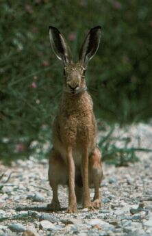 clicar na imagem para voltar � p�gina anterior