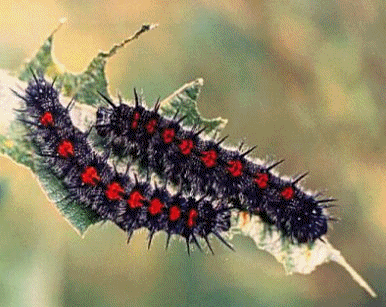 clicar na imaguem para voltar � p�gina anterior