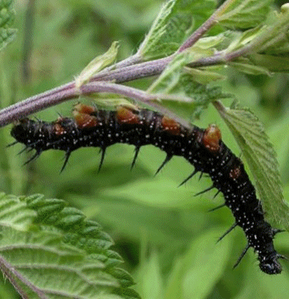 clicar na imaguem para voltar � p�gina anterior
