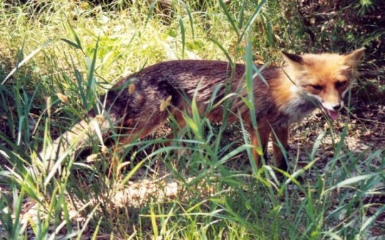 clicar na imagem para voltar � p�gina anterior