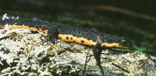 clicar na imaguem para voltar � p�gina anterior